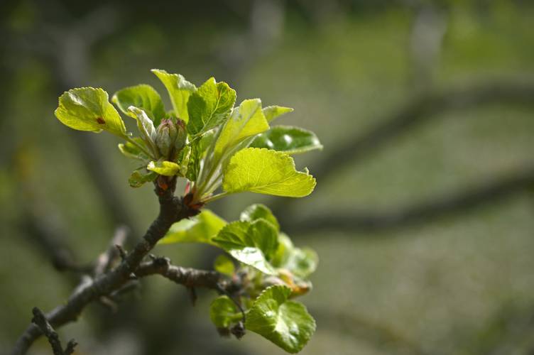 Obstbaum, Symbolbild.