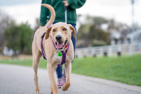 Hund auf einem Weg, im Hintergrund ein Mensch, der ihn an der Leine hält