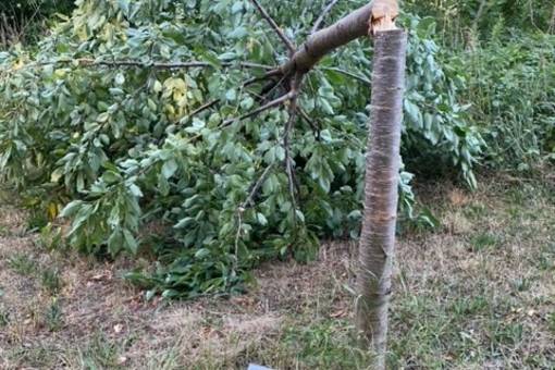 Abgesägter und umgeknickter Baum